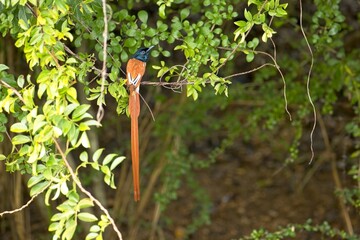 indian paradise flycatcher, Terpsiphone paradisi is a medium-sized passerine bird native to Asia,...