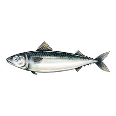 Mackerel fish water color sketch line art