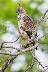 The changeable hawk-eagle (Nisaetus cirrhatus) or crested hawk-eagle is a large bird of prey species. Close-up wildlife photography. Spotted during the safari at Wilpattu national park in Sri Lanka. 