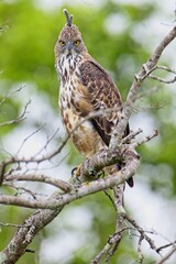 The changeable hawk-eagle (Nisaetus cirrhatus) or crested hawk-eagle is a large bird of prey species. Close-up wildlife photography. Spotted during the safari at Wilpattu national park in Sri Lanka. 
