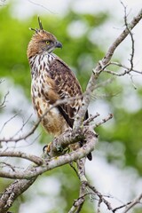 The changeable hawk-eagle (Nisaetus cirrhatus) or crested hawk-eagle is a large bird of prey species. Close-up wildlife photography. Spotted during the safari at Wilpattu national park in Sri Lanka. 