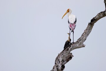 Painted Stork, Nesyt Indický, Mycteria leucocephala sitting on a tree in sri lanka