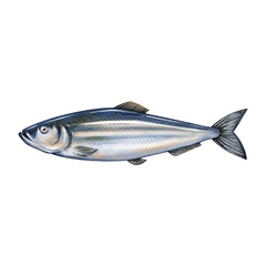 Herring  fish water color sketch line art