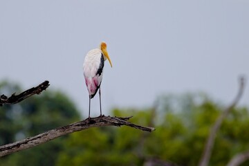 Painted Stork, Nesyt Indický, Mycteria leucocephala sitting on a tree in sri lanka