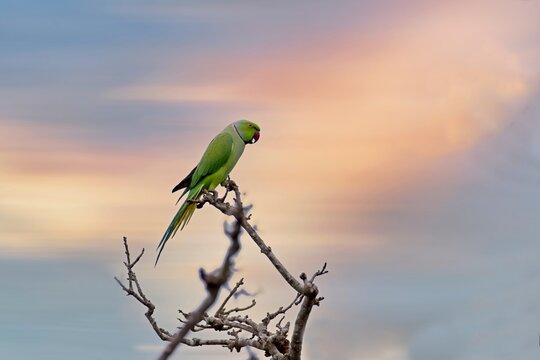the rose-ringed parakeet (Psittacula krameri), also known as the ring-necked parakeet, is a medium-sized parrot. Beautiful colourful  parrot, cute, in sunset, parakeets perched on a branch. 