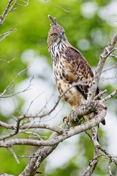 The changeable hawk-eagle (Nisaetus cirrhatus) or crested hawk-eagle is a large bird of prey species. Close-up wildlife photography. Spotted during the safari at Wilpattu national park in Sri Lanka. 
