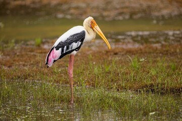 Painted Stork, Nesyt Indický, Mycteria leucocephala in a lake in sri lanka