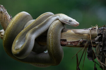 A reticulated python with bacan emeraldo morph coiled its body over a branch 