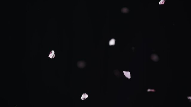 桜・黒バック