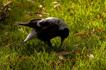 A magpie foraging for food in the grass at the Adelaide Botanic Garden.