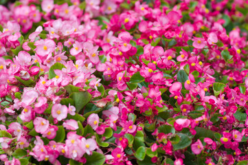 The name of these flowers is "Bedding Begonia".
Scientific name is Begonia semperflorens Link et Otto.