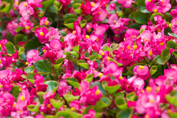 The name of these flowers is "Bedding Begonia".
Scientific name is Begonia semperflorens Link et Otto.