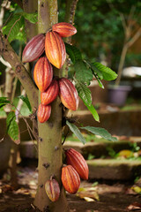 Yellow cacao pods on tree