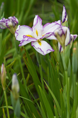 The name of this flower is Iris ensata var. ensata.  
Scientific name is Iris ensata Thunb. var. ensata. The name of this iris ensata is Kumoi-no-kari.