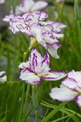 Obraz na płótnie Canvas The name of this flower is Iris ensata var. ensata. Scientific name is Iris ensata Thunb. var. ensata. The name of this iris ensata is Kumoi-no-kari.