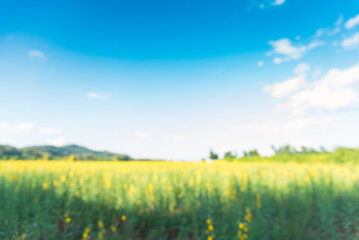 Blur background green park garden nature bright sunny forest. Blurry outdoor park in spring time glowing shinny day template with sunlight bokeh. Abstract blurred background banner copy space.