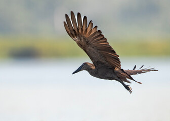 A Hammerkop flies over the Mabamba Swamp
