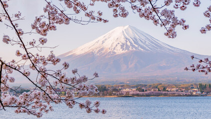 Fuji mountain and Pink Sakura Branches in Spring season at Kawaguchiko Lake, Japan