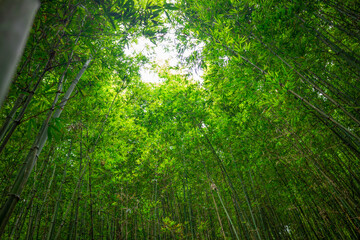 Looking up at a dense bamboo forest with lots of green leaves. At the top, the forest opens up at...
