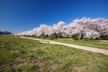 北上市立公園展勝地の桜