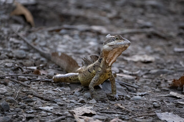 Lagarto Jesucristo