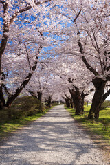 北上市立公園展勝地の桜