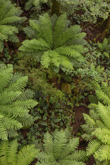 fern leaves in the forest seen from above