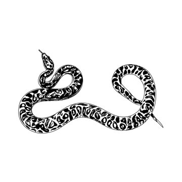 Black and white sketch of a snake with transparent background