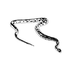 Obraz premium Black and white sketch of a snake with transparent background