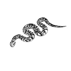 Black and white sketch of a snake with transparent background