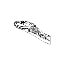 Naklejka premium Black and white sketch of a snake with transparent background