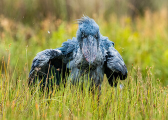 A Shoebill Stork looks on with a vengeance