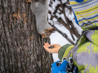 A little child in winter feeds a squirrel with a nut.