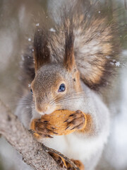 Fototapeta premium The squirrel with nut sits on tree in the winter or late autumn
