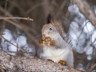 Fototapeta premium The squirrel with nut sits on tree in the winter or late autumn