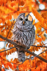 Cute photo of a dog in a studio shot on an isolated background