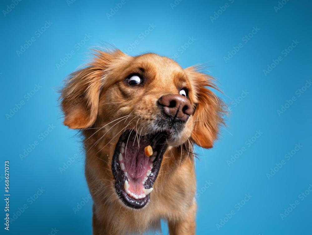 Wall mural studio shot of a cute dog on an isolated background