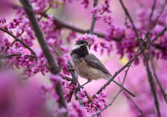 black capped chickadee in a natural environment background