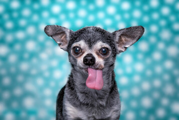 Cute photo of a dog in a studio shot on an isolated background