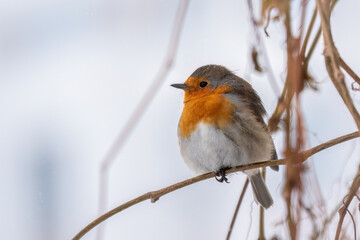 Cute bird the European Robin, Erithacus rubecula. sitting on the tree branch in winter.