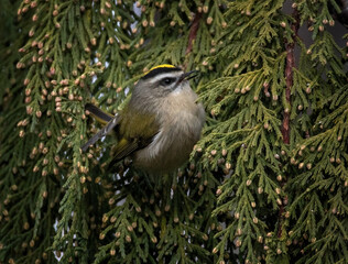 Golden crowned kinglet in a natural environment background