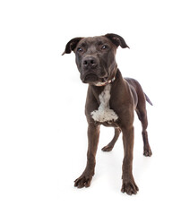 Cute photo of a dog in a studio shot on an isolated background