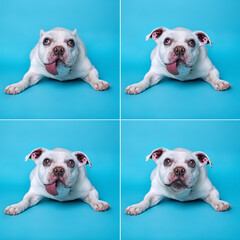 Fototapeta premium studio shot of a cute dog on an isolated background