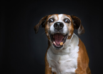 Cute photo of a dog in a studio shot on an isolated background