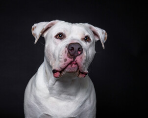 Obraz premium Studio shot of a cute dog on an isolated background