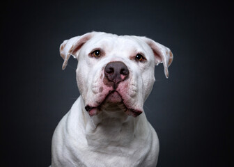 Studio shot of a cute dog on an isolated background