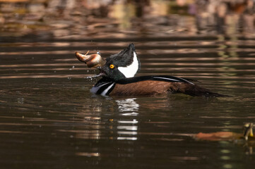 hooded merganser in a natural environment