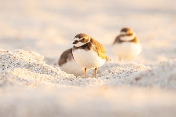 Cute semipalmated plovers (Charadrius semipalmatus),  small beach birds, on Lido Key, Florida