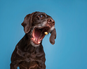 studio shot of a cute dog on an isolated background