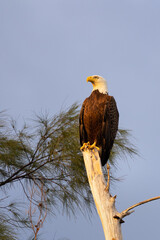 A bald eagle (Haliaeetus leucocephalus) perched on a dead tree on Lido Key, Florida